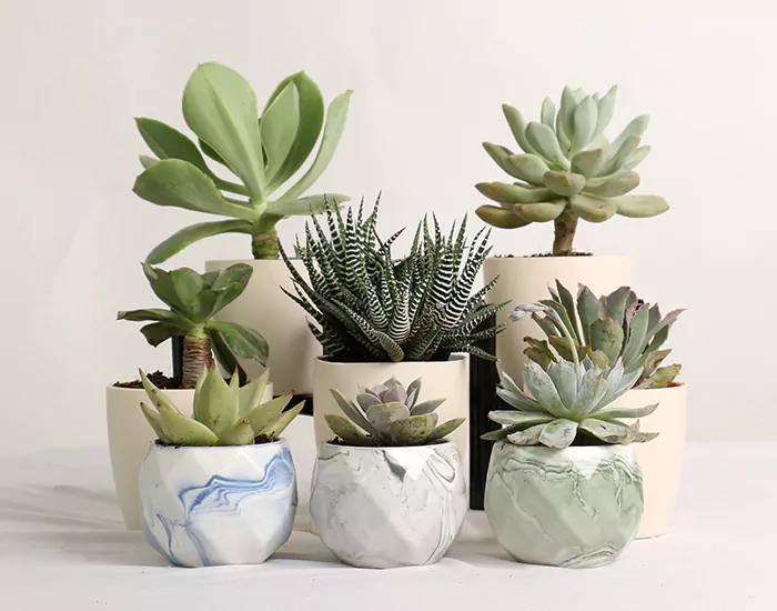 Small Indoor Plants by Birthright