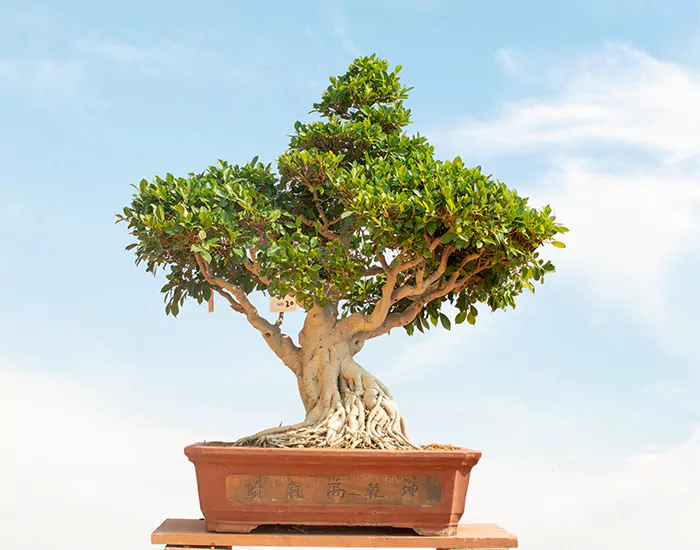 Medium Indoor Plants by Birthright