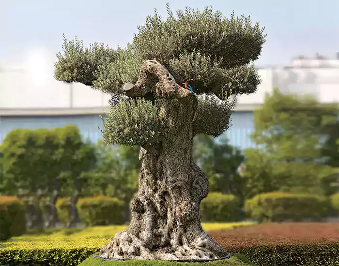 Large Trees for Outdoor Landscaping by Birthright