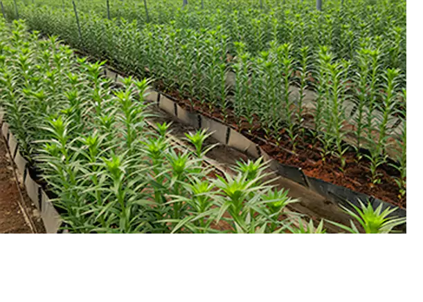 Hydroponic Farming by DS Group